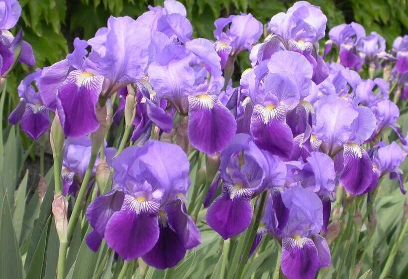 田舎風ホテル Arriga Alta