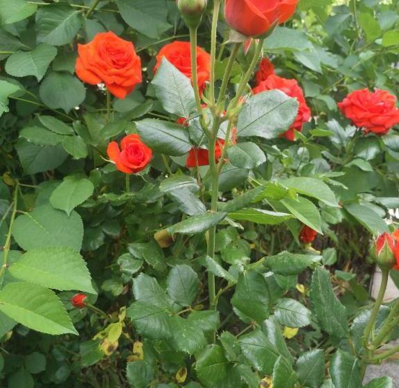 Pensión Residencial Playa Lisa