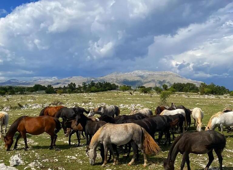 پانسیون Holiday Resort Zlatni Dol Mostar