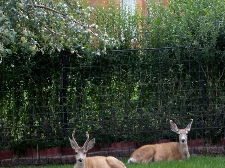 Ferris Mansion Bed & Breakfast