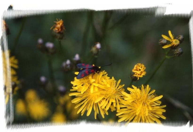 پانسیون Gasthof Tetter