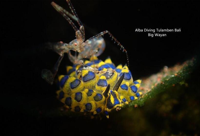Отель Villa Alba Bali Dive Resort