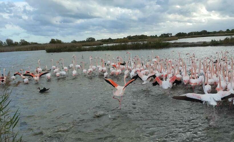 تختخواب و صبحانه L Effet Mer