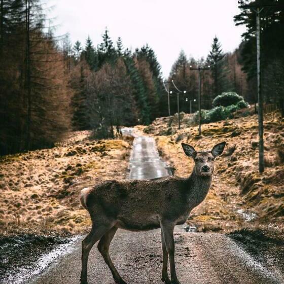 Carvetii   Borthwick House   Ground Floor Flat