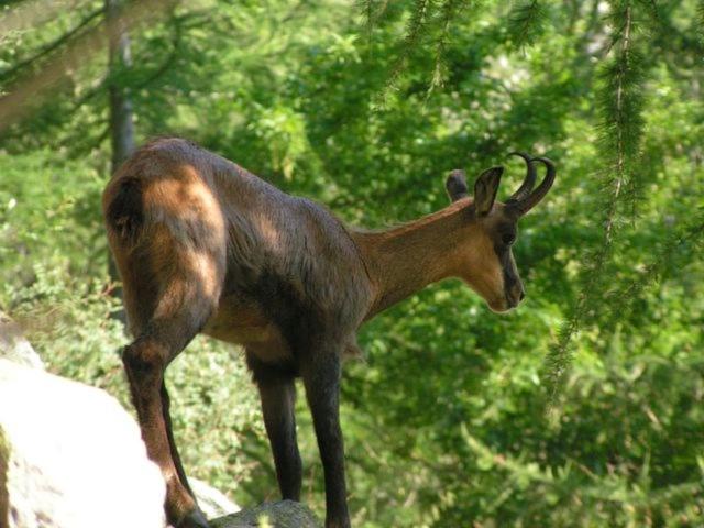 مبيت وإفطار La Petite étoile D Hôtes En Mercantour