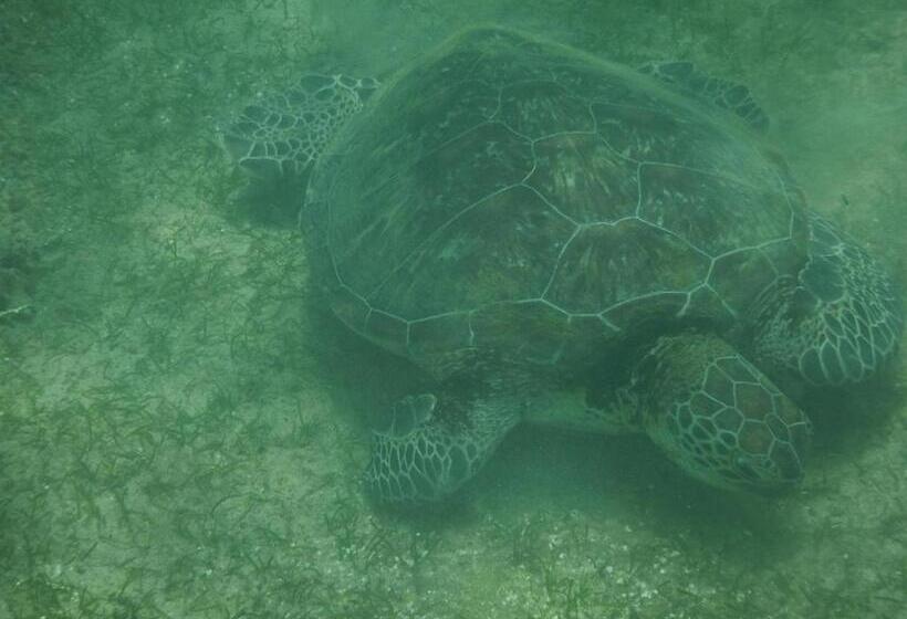 Hotel Turtle Bay Beach Resort