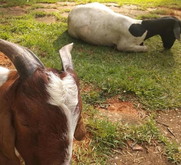 پانسیون Pousada Recomeço Da Paz - Antiga Pousada Araucária