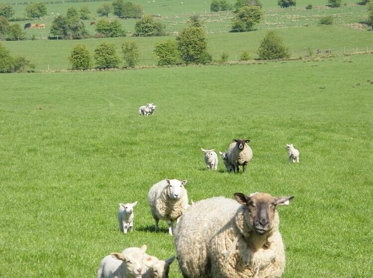 Riverfield Bed And Breakfast