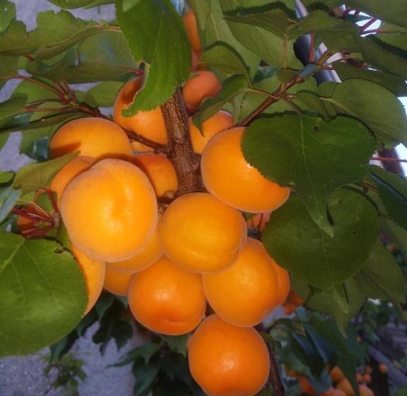 ベッドアンドブレックファースト Chambres D Hôtes Anne Marie