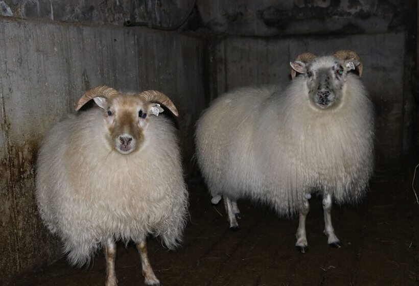 Laxhús Laxamýri