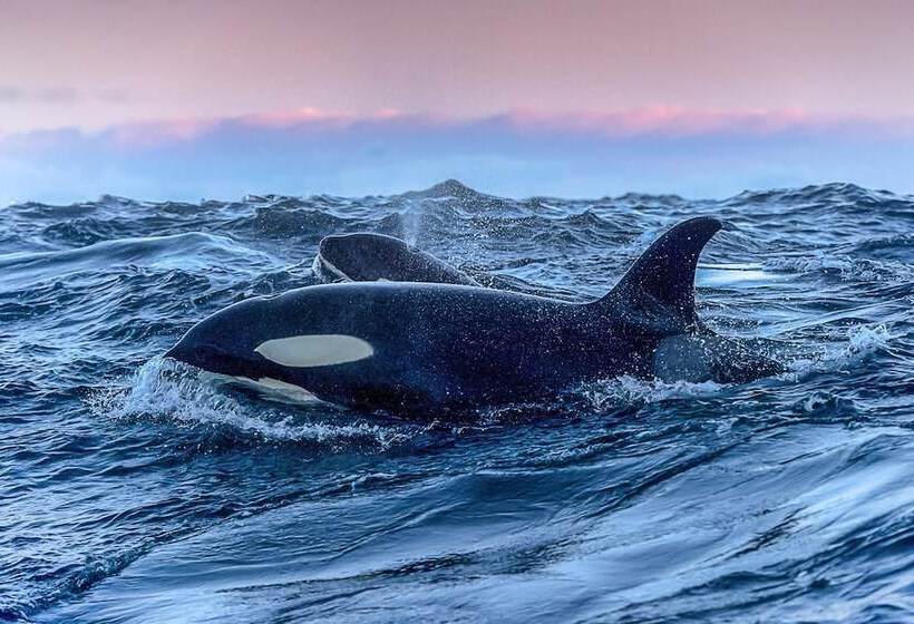 هتل Aurora Glamping By The Whales