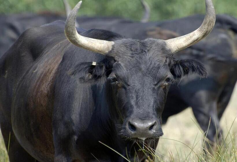 تختخواب و صبحانه Le Mas Des Brune