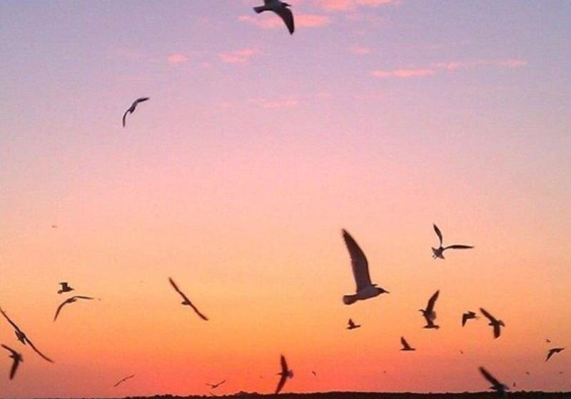 استراحتگاه Tybee