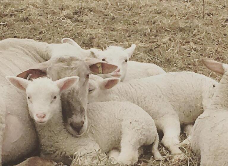 בית מלון כפרי Fat Sheep Farm & Cabins