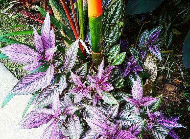 Black Bamboo B&b