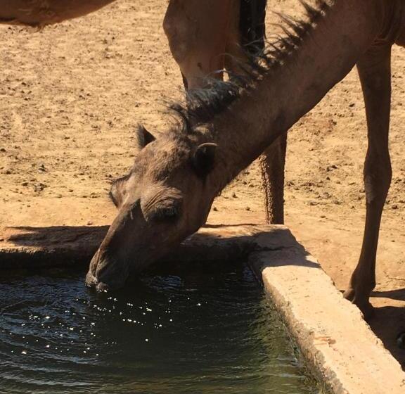 پانسیون Auberge L'oasis Mhamid