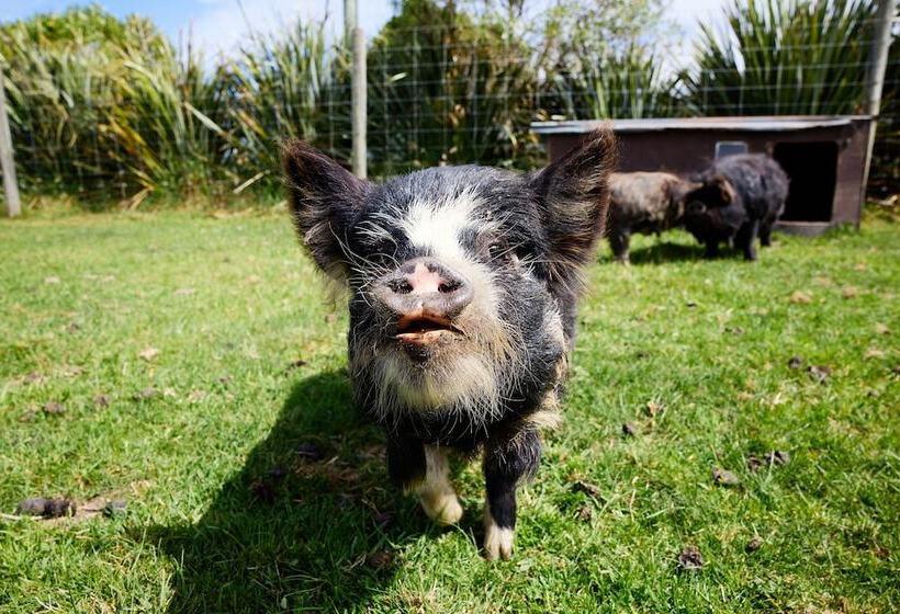 هتل Awatea Country Bed & Breakfast