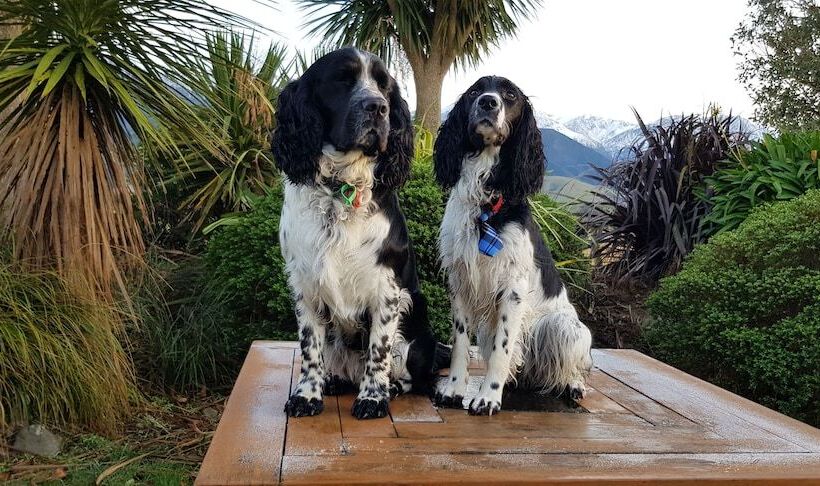 هتل Awatea Country Bed & Breakfast