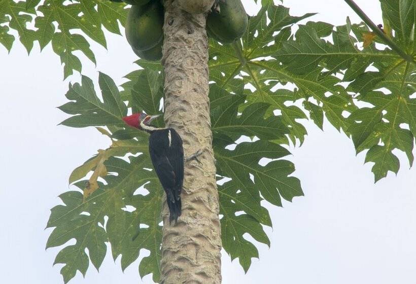 هتل Villas Cabuya Beach & Forest