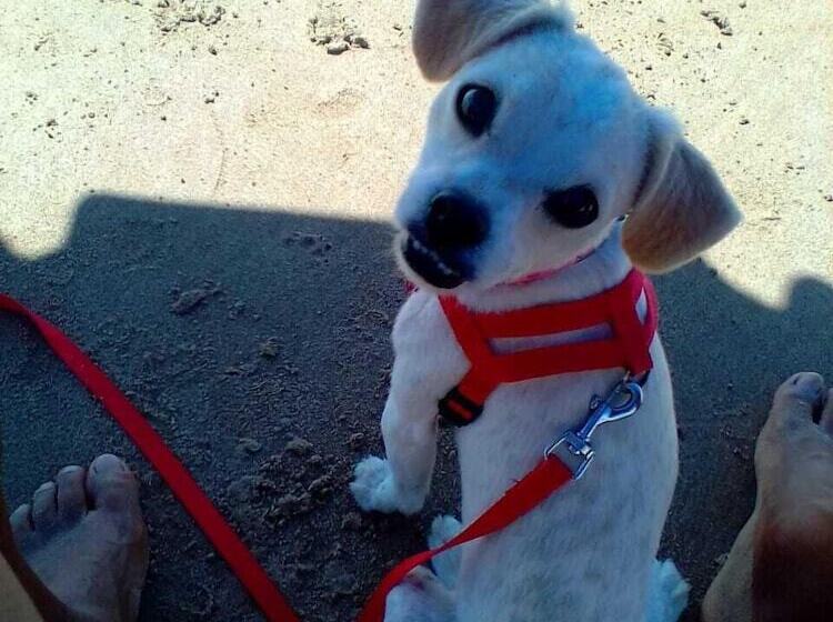 پانسیون Pousadazen Bougainville