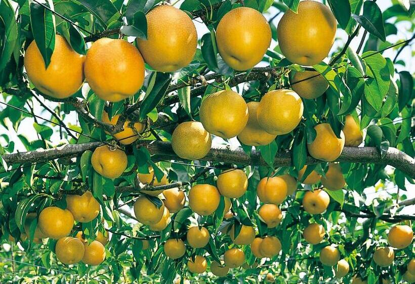 Fotos del hotel Premium Green Plus:  69