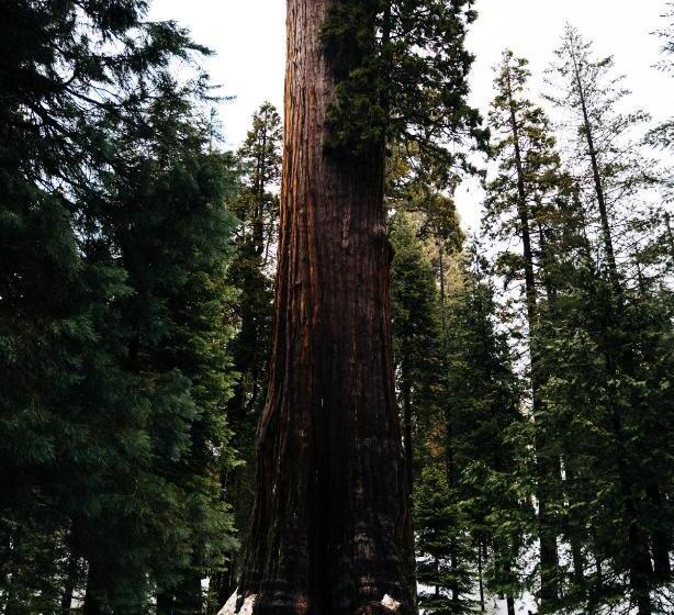 هتل Sierra Lodge Three Rivers
