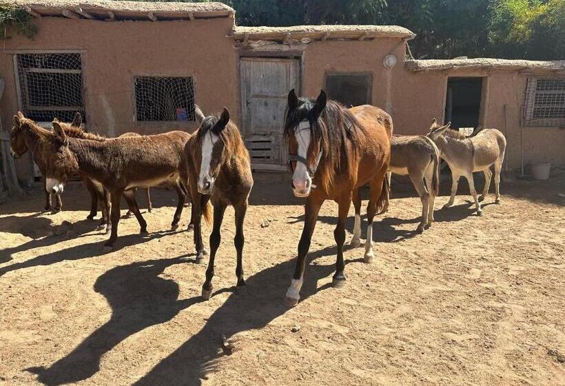 پانسیون Dar Tawarta Guest House Dakhla