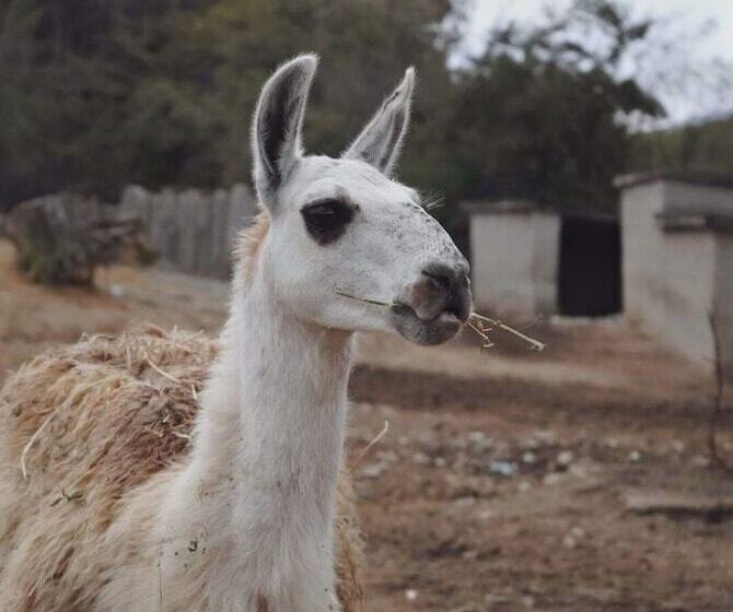 リゾートホテル Polonezköy Country Club & Accommodation In The Wildlife Park!