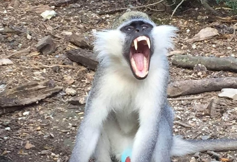 リゾートホテル Polonezköy Country Club & Accommodation In The Wildlife Park!