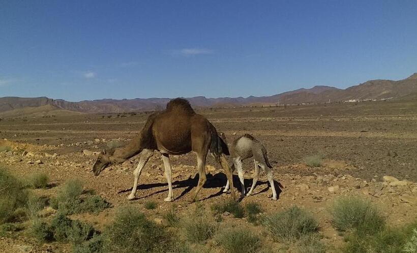 پانسیون Maison Bedouin Merzouga