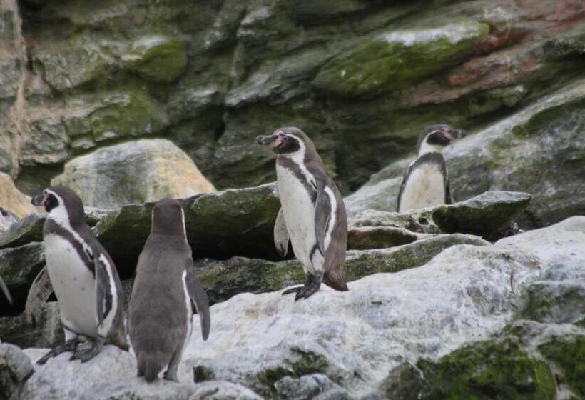 ペンション Cabaña Albergo Punta De Choros