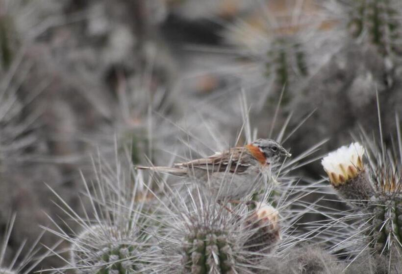 ペンション Cabaña Albergo Punta De Choros