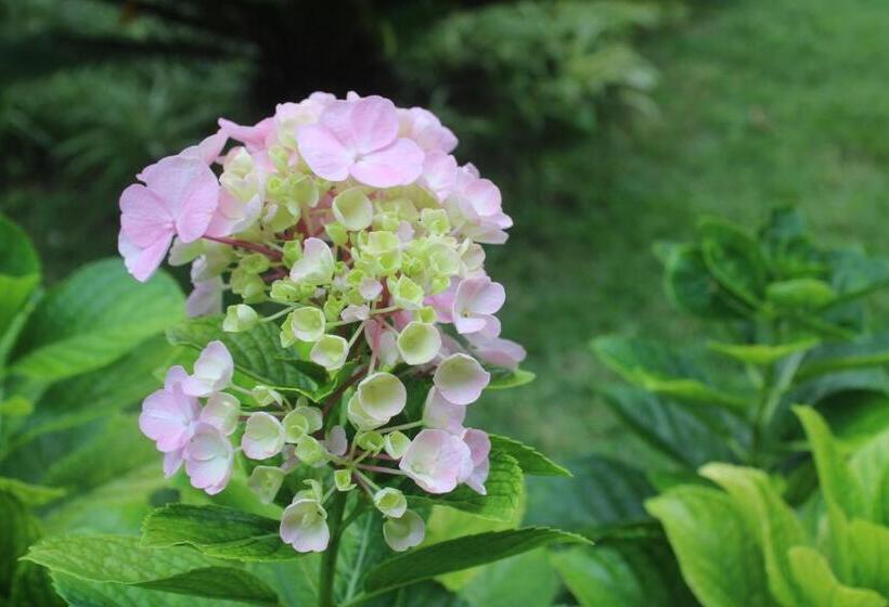 בית מלון כפרי Cantinho Das Flores