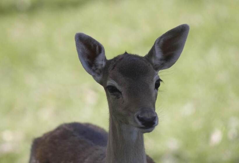 تختخواب و صبحانه Complejo Playa Grande Punta Del Diablo