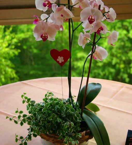 酒店 L'hostellerie Le Turckheim Croix D'or