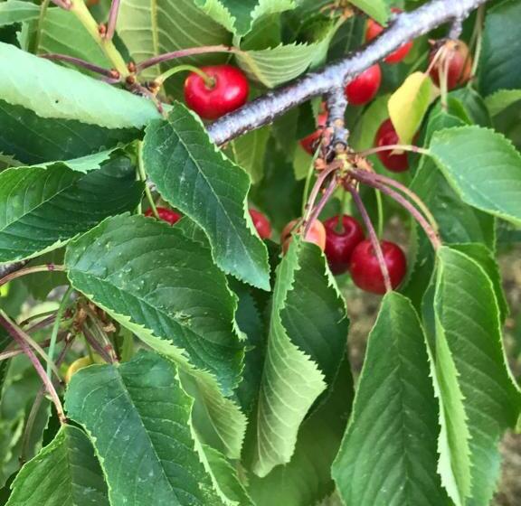 منتجع Antichi Casali