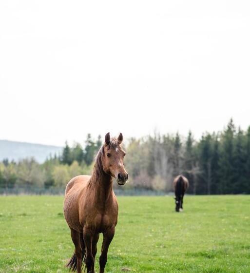 פנסיון Penzion Orlov
