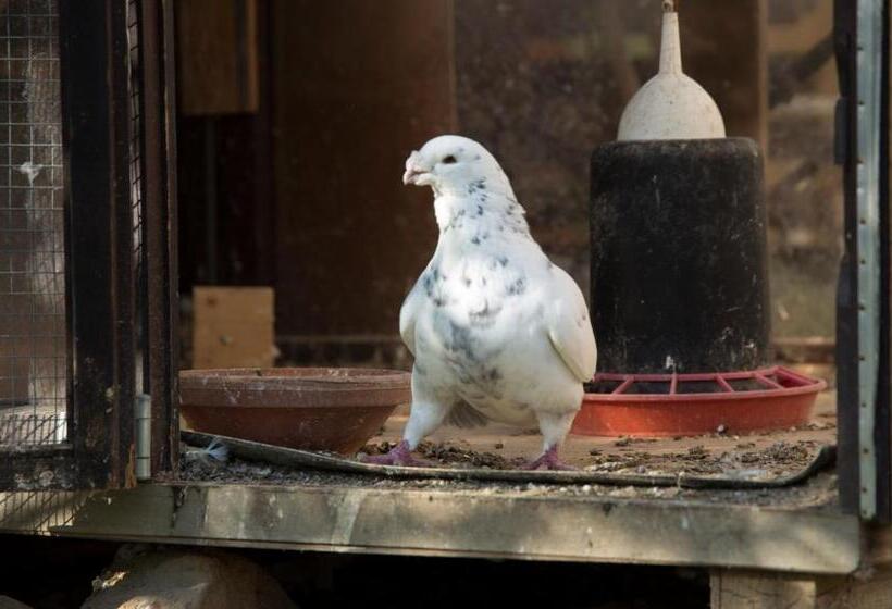 פנסיון Penzion Beta