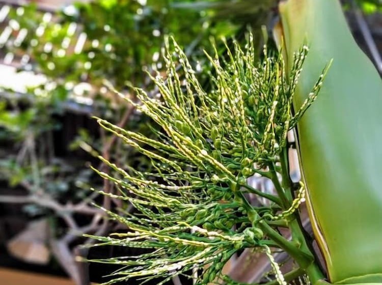 هاستل Q  Homestay Garden Villa