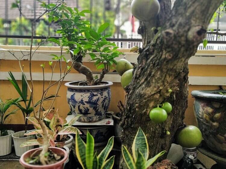 هاستل Q  Homestay Garden Villa