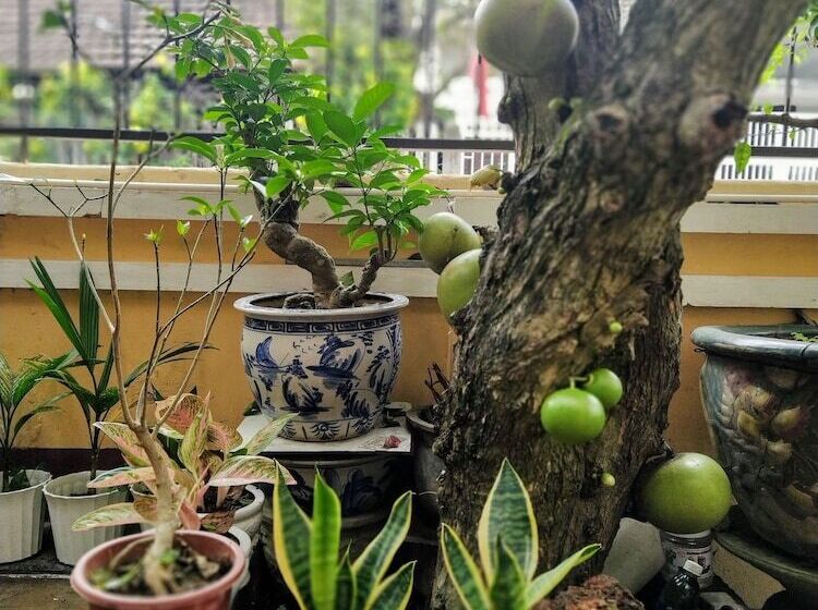 هاستل Q  Homestay Garden Villa