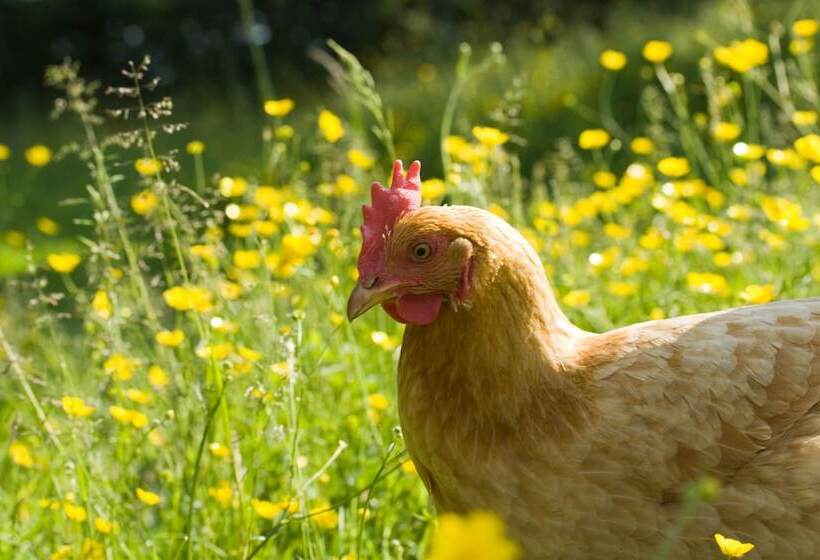 هتل Midland Farm