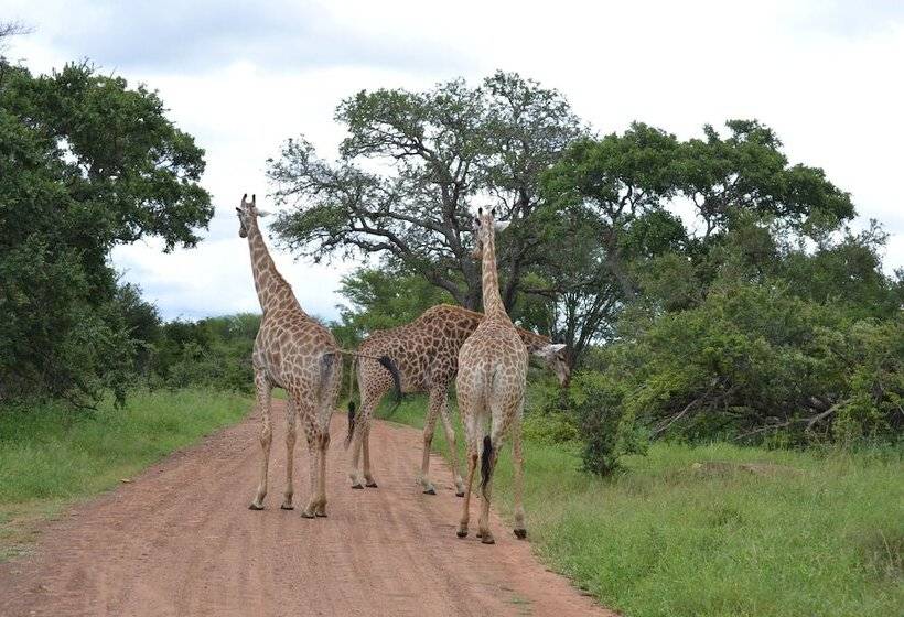 فندق Mali Mali Safari Lodge