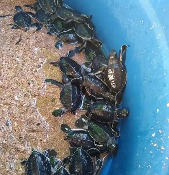 هاستل Casa Garrobo