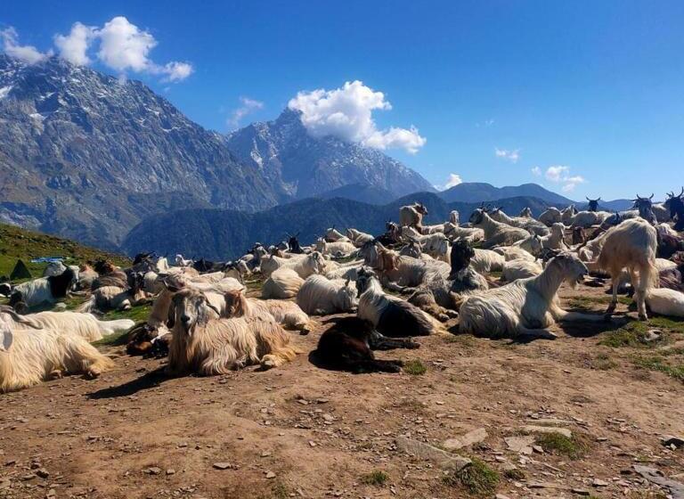 호텔 Triund Trek And Camping