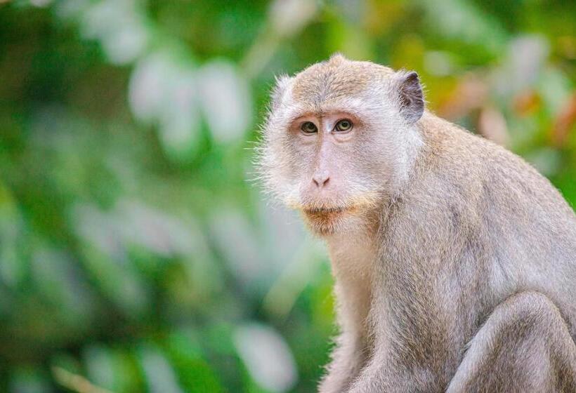 فندق Our Jungle House