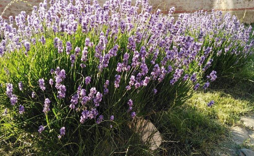 پانسیون Sobe Gajić Sremski Karlovci