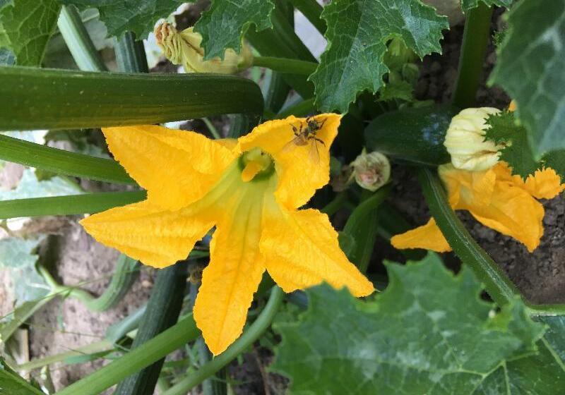 هتل Ibis Strasbourg Sud La Vigie