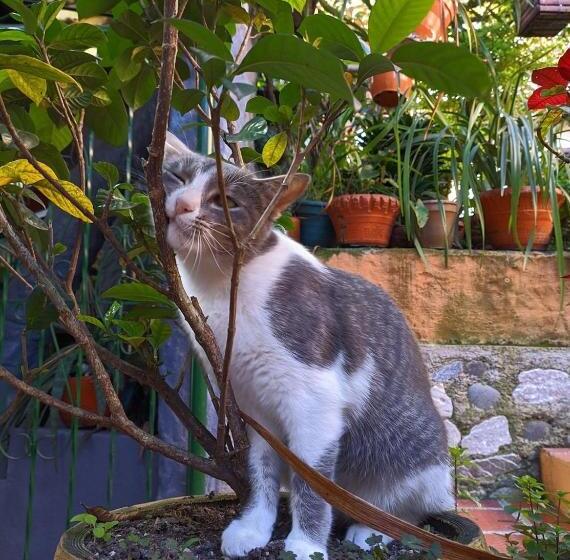 پانسیون Hospedaje El Jardín