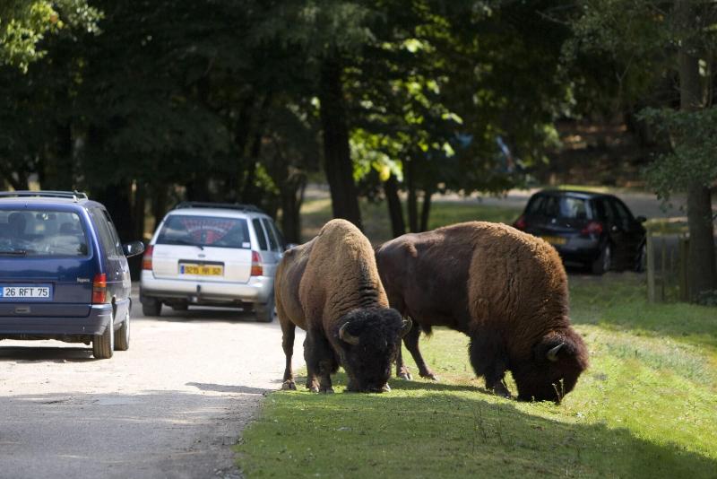 בית מלון כפרי Premiere Classe St Quentin En Yvelines Elancourt